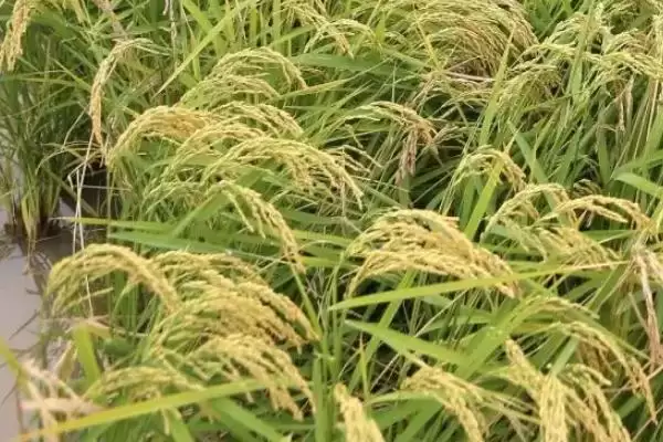 青角574水稻品种直播稻5月下旬至6月初为啥播种?插图3 青角574水稻品种直播稻5月下旬至6月初为啥播种?插图3