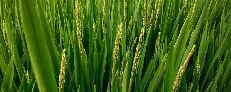 巨2优96有效穗数多少？14.5万穗，预估水稻产量-会东网
