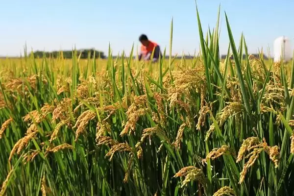 陵两优7108啥时候播种？3月25日左右软盘育秧插图2