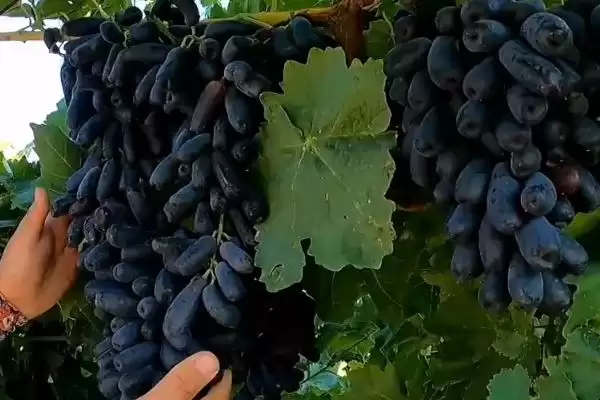 蓝宝石葡萄为啥要起垄？与普通葡萄方法不同插图2