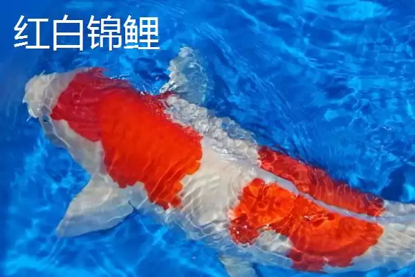锦鲤鱼吃啥食物？植物、动物、合成饲料，多样饮食插图10