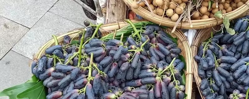蓝宝石葡萄为啥要起垄？与普通葡萄方法不同-会东网