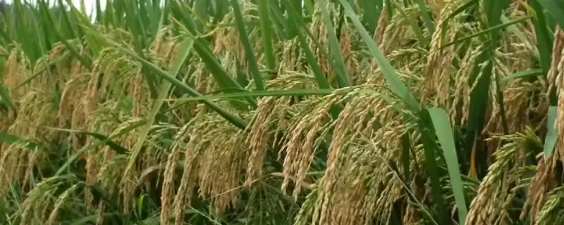 黔优790水稻品种清明节前后为啥播种？-会东网