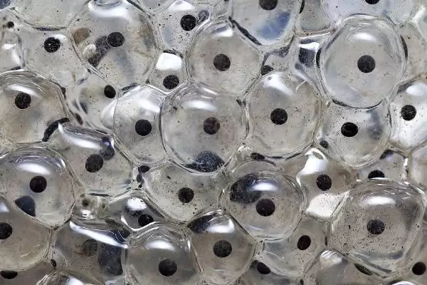 青蛙产卵为啥在每年春季4月中下旬？插图3