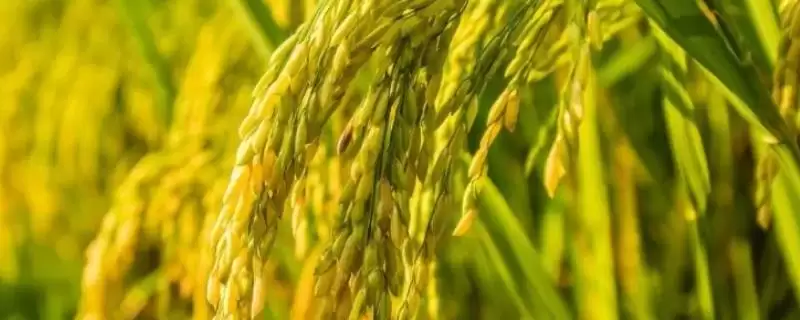 荃优303水稻种子中抗稻瘟病是怎么回事?-会东网