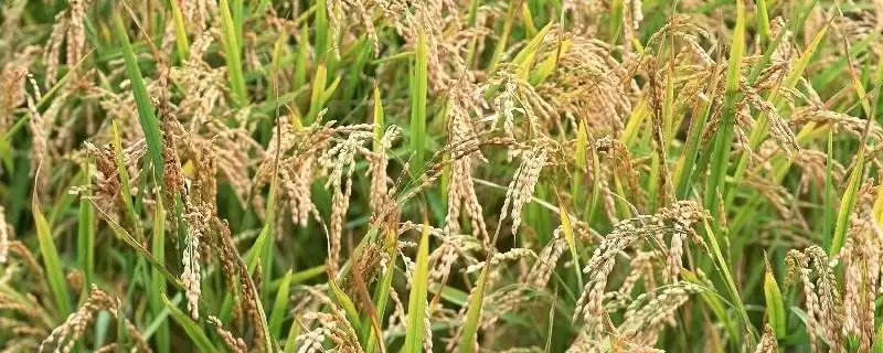两优隆丝是啥水稻品种？中籼两系杂交水稻品种-会东网