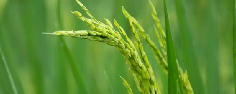 两优3386每亩插多少穴？一般每亩插7万穴左右-会东网