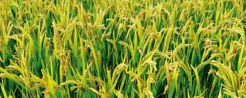 宁优799水稻品种为啥植株较高?-会东网