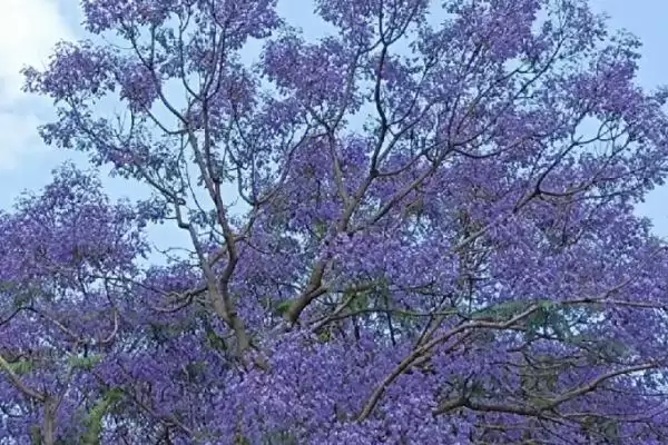 蓝花楹咋种植与管理？早春修剪整枝很关键插图2