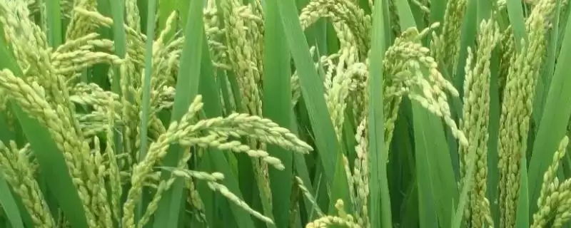 垦育60水稻有啥特性?属中熟较大穗型品种插图 垦育60水稻有啥特性?属中熟较大穗型品种插图