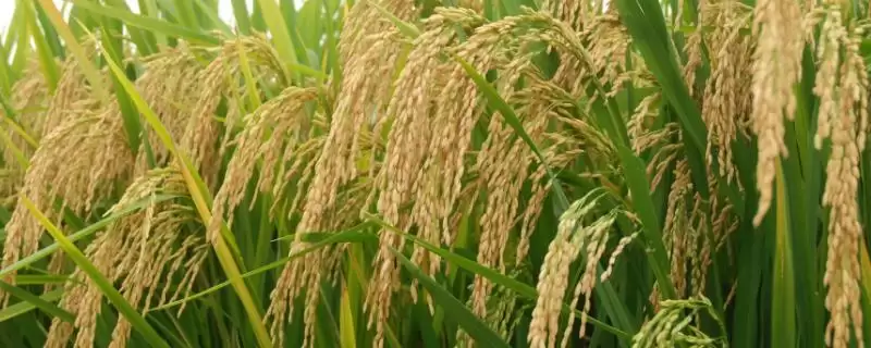 陵两优7108啥时候播种？3月25日左右软盘育秧-会东网
