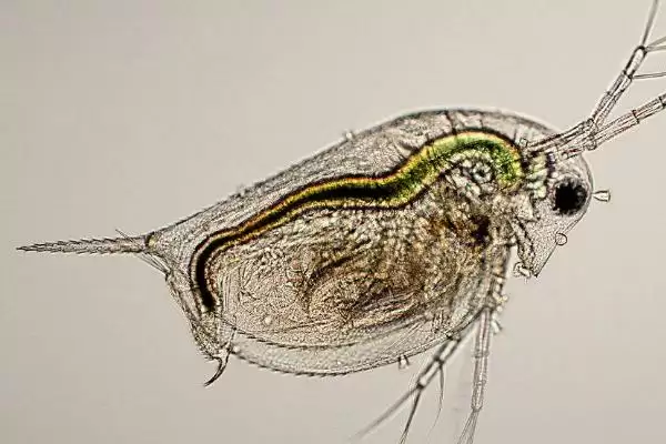 锦鲤鱼吃啥食物？植物、动物、合成饲料，多样饮食插图3