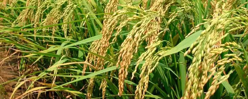 津原11是啥水稻品种?粳型常规水稻,认识常见类型-会东网