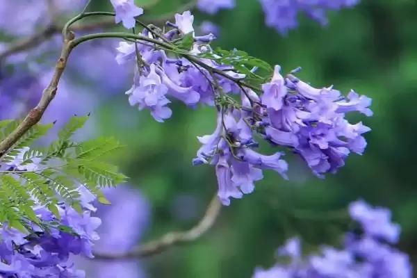 蓝花楹咋种植与管理？早春修剪整枝很关键插图1