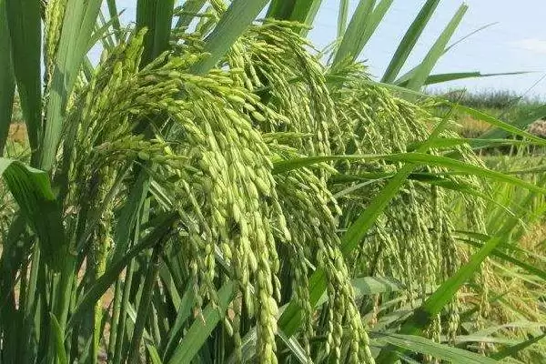 玖两优黄莉占早造生育期？122-125天，了解生育时长插图3