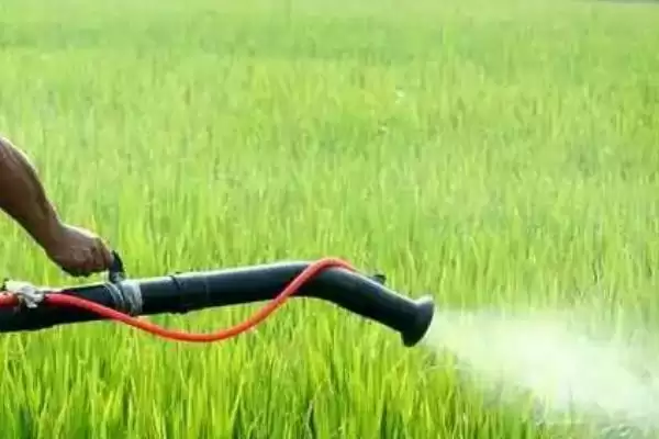 磷钾肥过量对水稻有啥影响？缺钾致抽穗难籽粒瘪插图1
