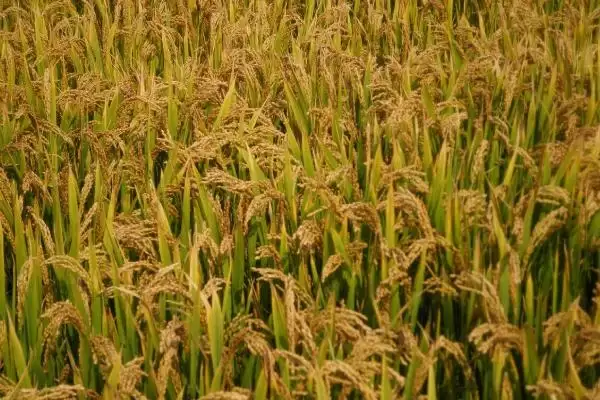 龙稻363主茎有几片叶？主茎14片叶，了解水稻特性插图2