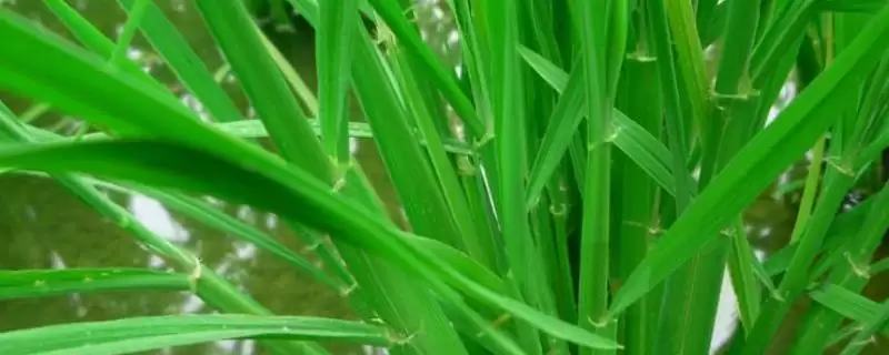 糯稻N-2水稻品种全生育期135天左右有啥特点？-会东网