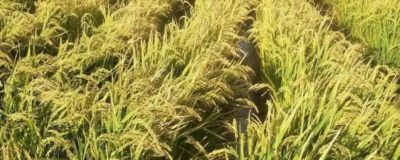 金山优196有效穗数多少？约17.7万，预估产量要素-会东网