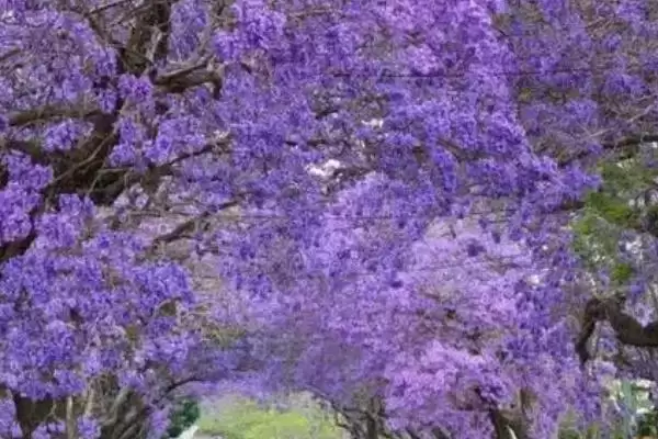 蓝花楹咋种植与管理？早春修剪整枝很关键插图3