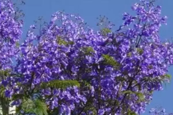 蓝花楹咋种植与管理？早春修剪整枝很关键插图4