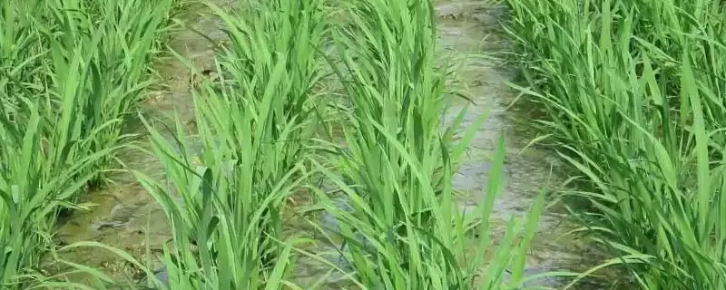 辽粳419咋防病虫害？注意防治二化螟，保护水稻-会东网