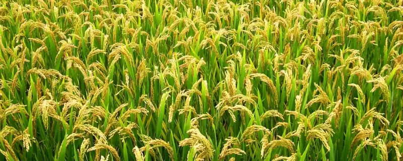 六福优977咋控苗？最高苗25-28万，科学管理-会东网