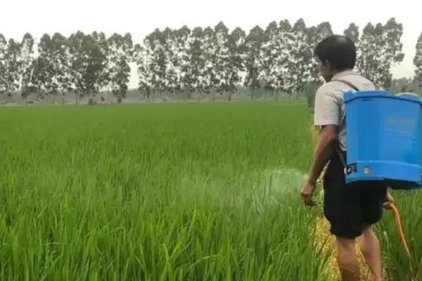 磷钾肥过量对水稻有啥影响？缺钾致抽穗难籽粒瘪插图2