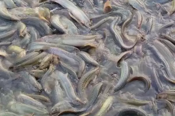 泥鳅养殖亩投资16000-17000元左右合理吗？插图4
