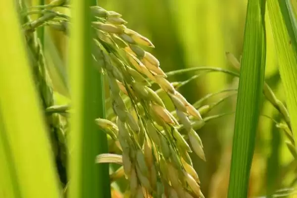 南粳5758水稻种子每亩栽插1.7-1.9万穴为啥？插图2