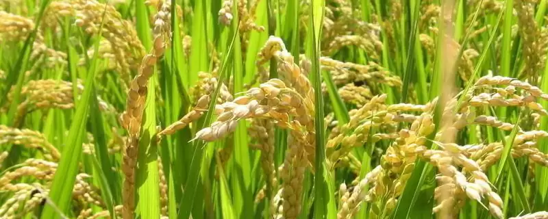 糯两优561水稻种子全生育期145至167天有啥特性？-会东网