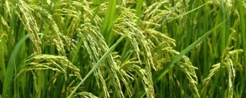 千优3500水稻品种全生育期126.2天有啥特性？-会东网
