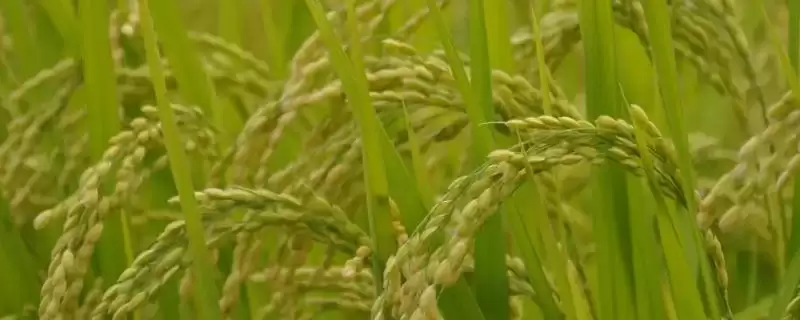 美优华占水稻种子全生育期123.3天有啥优势？-会东网