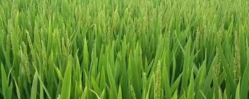 磷钾肥过量对水稻有啥影响？缺钾致抽穗难籽粒瘪-会东网