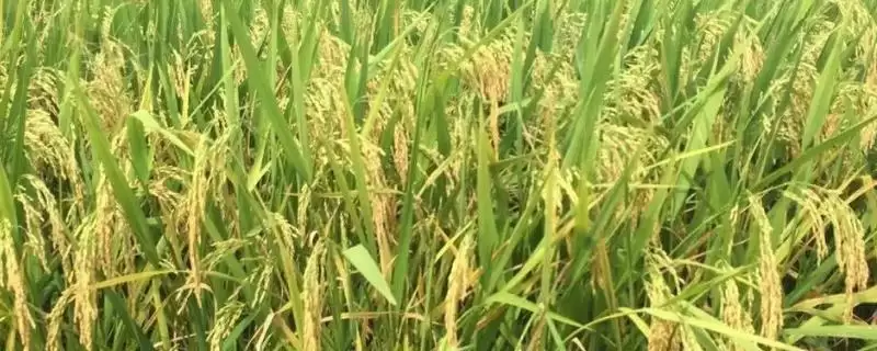 旌1优华珍有效穗数多少？15.3万穗，预估水稻产量-会东网