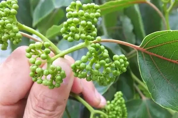 种植拐枣如何管理，抑制主梢疯长原因？插图4