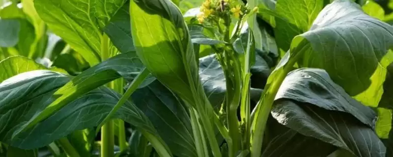 种植菜心如何育苗，撒种后覆土有何用？-会东网