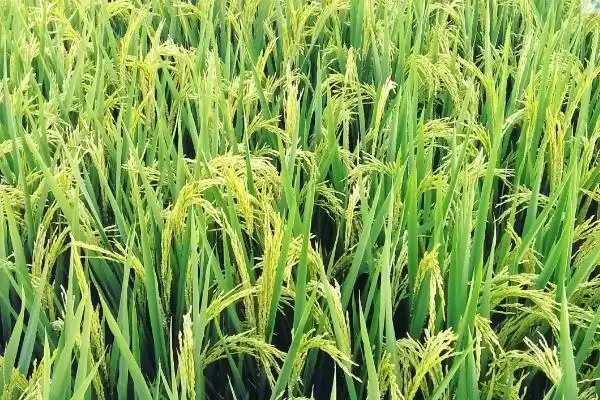 隆两优534水稻种子为啥是籼型两系杂交水稻品种？插图3