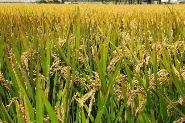 中两优236水稻种子特点，植株中等有多高？插图1