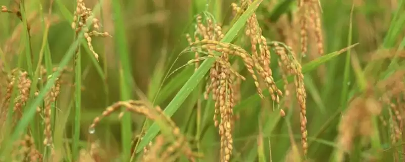 宜香99E-4水稻品种特性，生育期159天影响？-会东网
