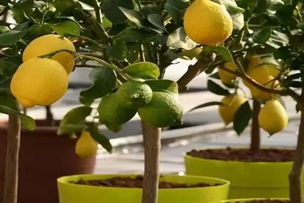 种植柠檬的注意事，挑优质种子的原因？插图3