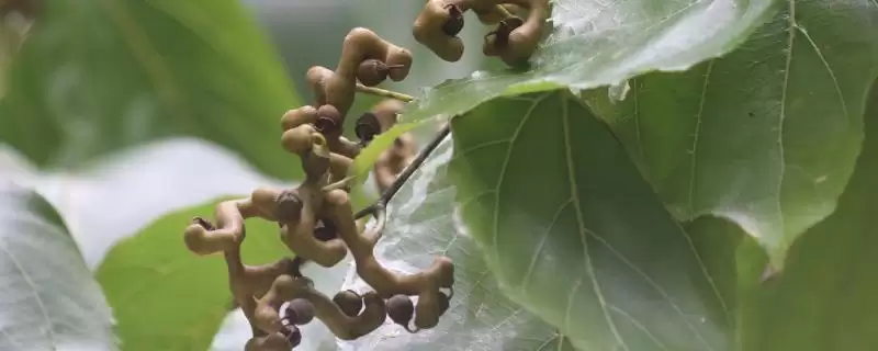 种植拐枣如何管理，抑制主梢疯长原因？-会东网