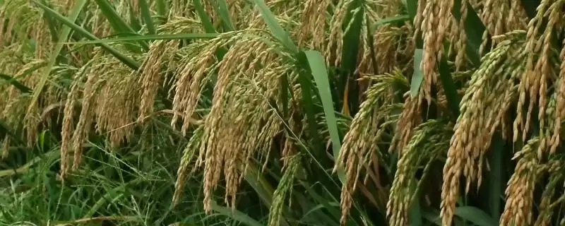 双田8水稻品种简介(双田8水稻品种为普通粳稻品种)-会东网