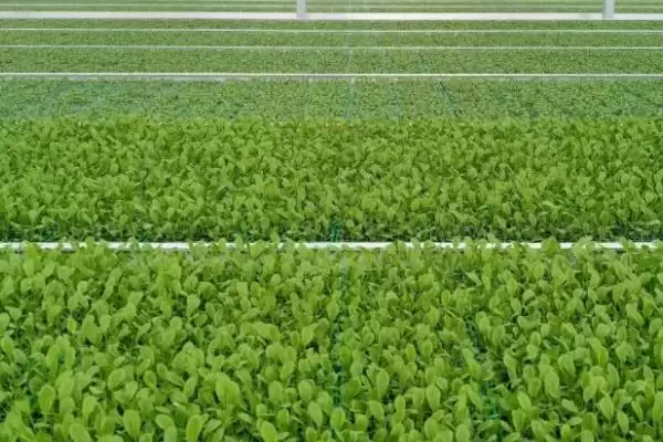 种植菜心如何育苗，撒种后覆土有何用？插图4