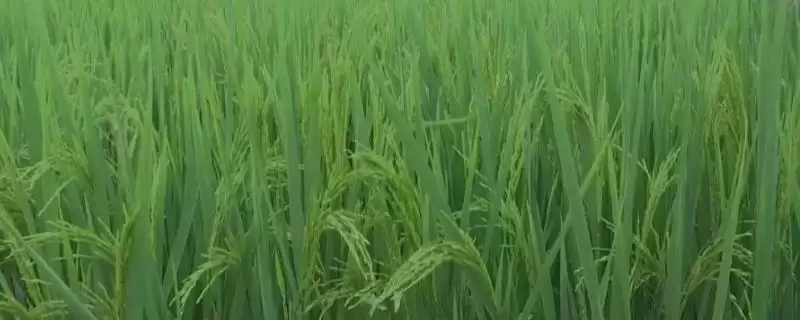 香禾优6355水稻种子情况,晚造全生育期几天?插图 香禾优6355水稻种子情况,晚造全生育期几天?插图