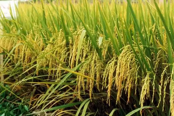 中两优236水稻种子特点，植株中等有多高？插图2