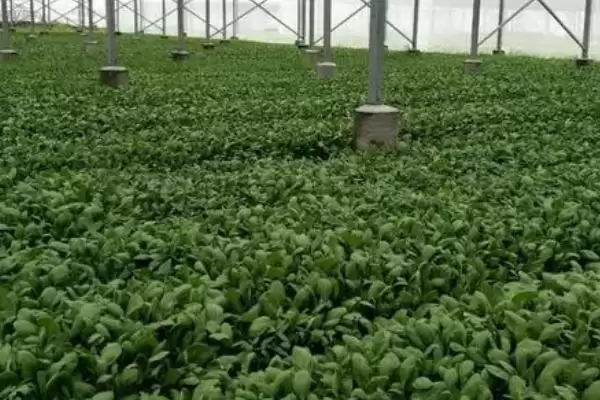 种植菜心如何育苗，撒种后覆土有何用？插图2