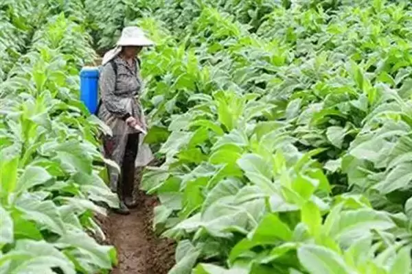 烟草的种植方式，播种前晒种何作用？插图13