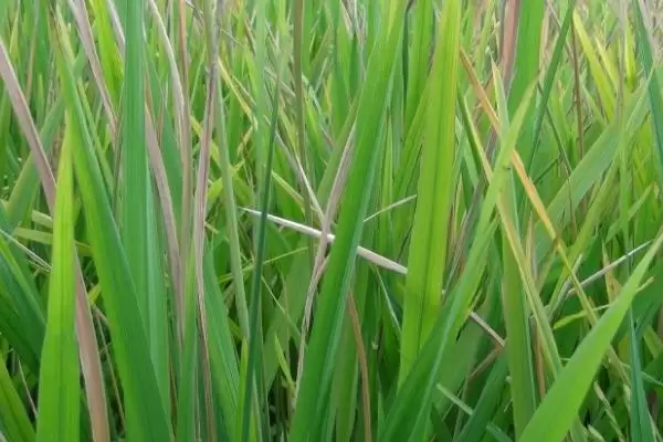 水稻药害的症状及防治方法(水稻药害分急性和慢性及防治方法)插图3 水稻药害的症状及防治方法(水稻药害分急性和慢性及防治方法)插图3