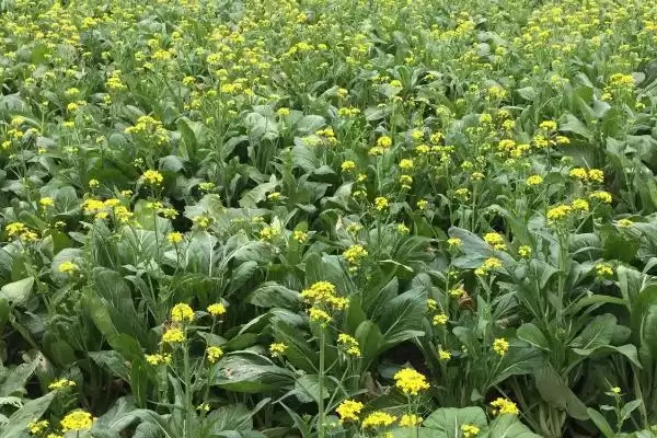 种植菜心如何育苗，撒种后覆土有何用？插图6